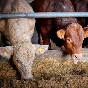 恒歌養(yǎng)殖溯源監(jiān)控系統(tǒng)高精度溫濕度變送器，智能畜牧養(yǎng)殖業(yè)環(huán)境監(jiān)控系統(tǒng)溫濕度解決方案